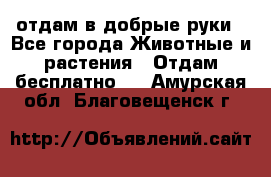 отдам в добрые руки - Все города Животные и растения » Отдам бесплатно   . Амурская обл.,Благовещенск г.